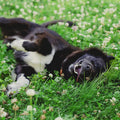 Dutch White Clover Seeds